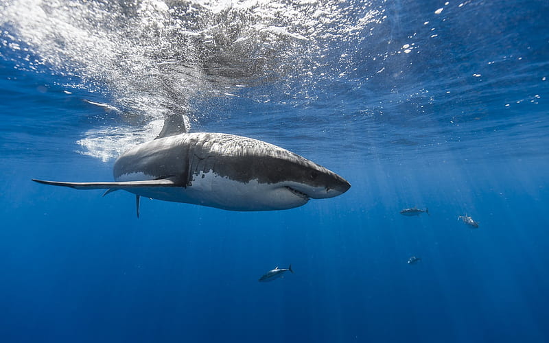 shark, underwater, ocean, predator, white shark, HD wallpaper