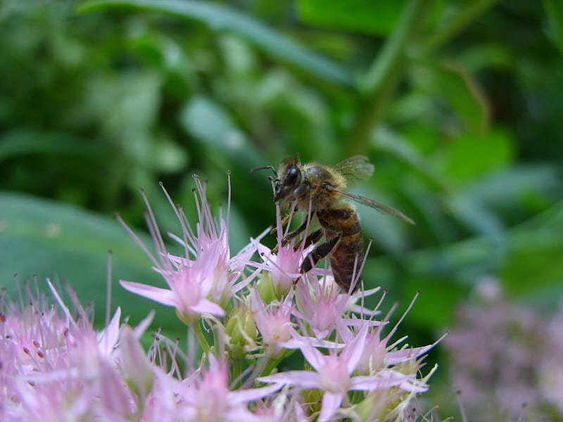 honeybee, bee, flower, nature, animal, HD wallpaper