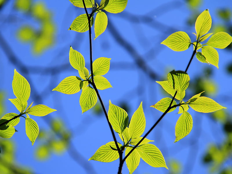 Green Leaves, green, plant, colour, branch, blue, lime, leaf, HD wallpaper