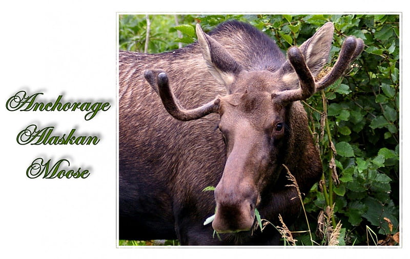 Alaskan Moose 2, USA, moose, Alaska, wild life, Anchorage, graphy, wide screen, nature, scenery, landscape, HD wallpaper