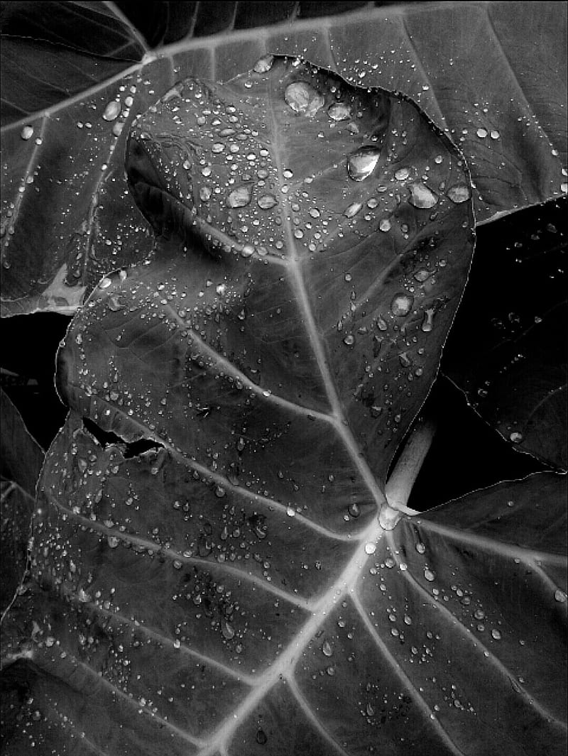 Raindropsbw, black, blackandwhite, contrast, monsoon, nature, plant, raindrops, texture, zen, HD phone wallpaper
