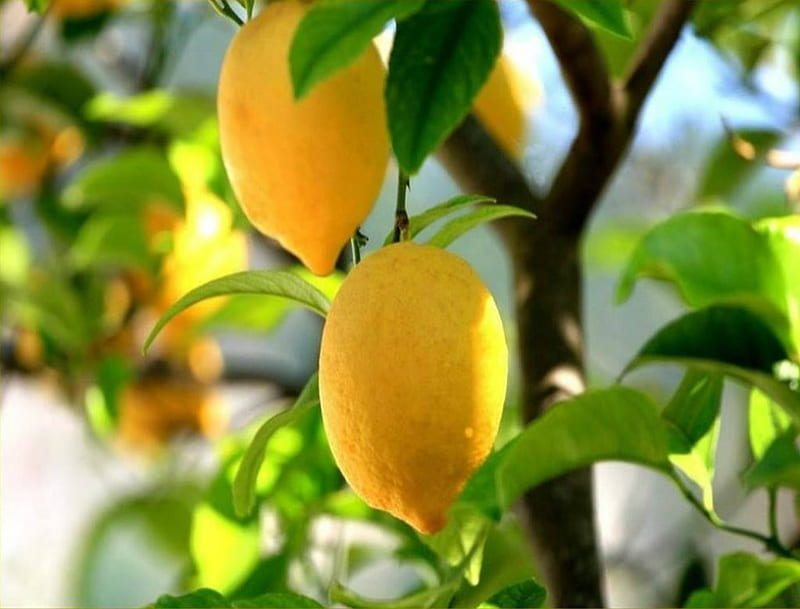 ~Lemons ~, fruit, tree, leaves, Lemons, HD wallpaper