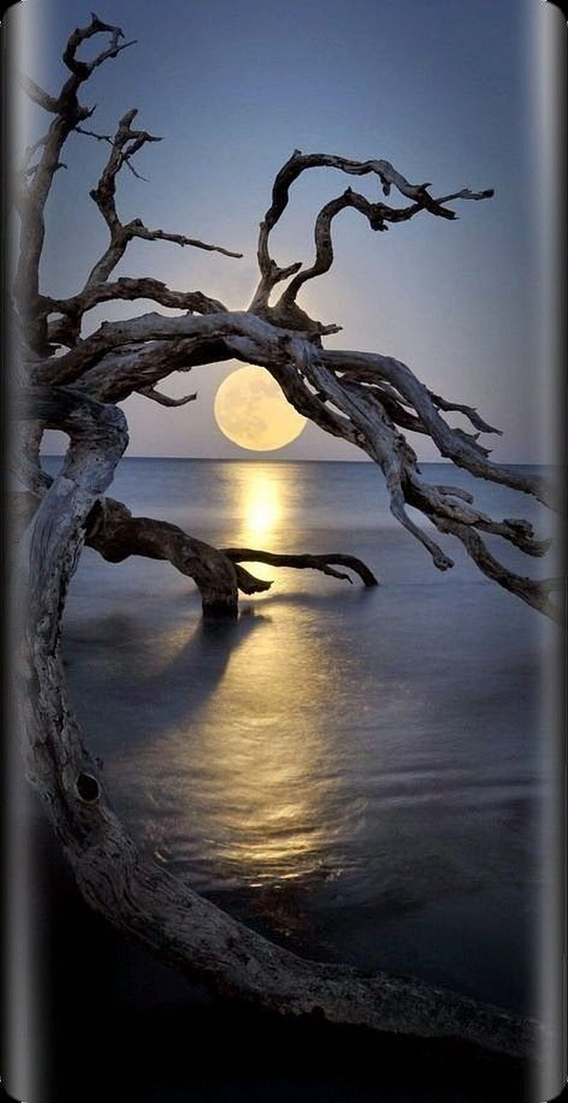 sunrise, edge, samsung, sea, sun, tree, water, HD phone wallpaper
