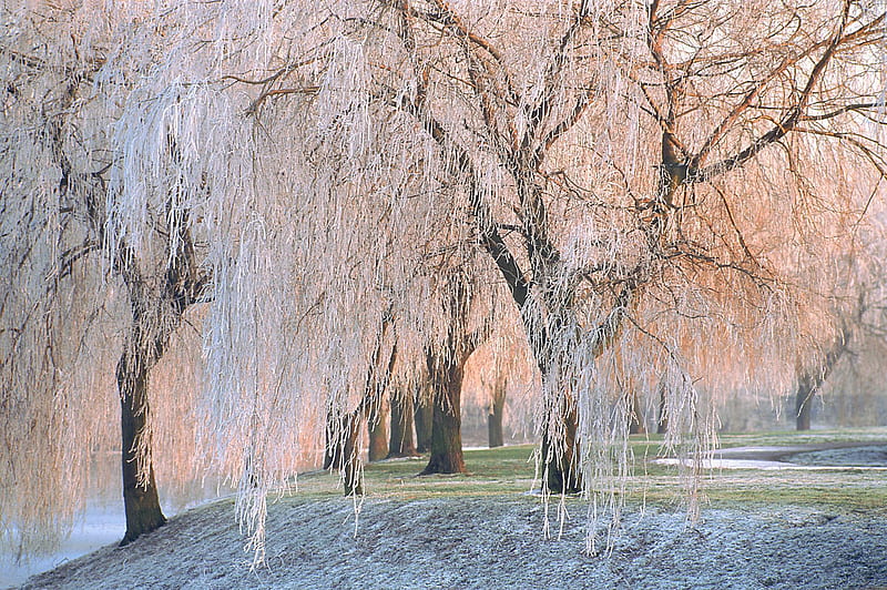 Winter, Trees, Tree, Earth, Frost, Weeping Willow, HD wallpaper