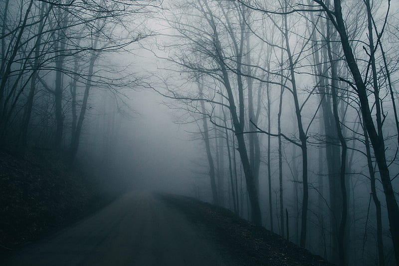 fog, road, trees, gloomy, dark, HD wallpaper