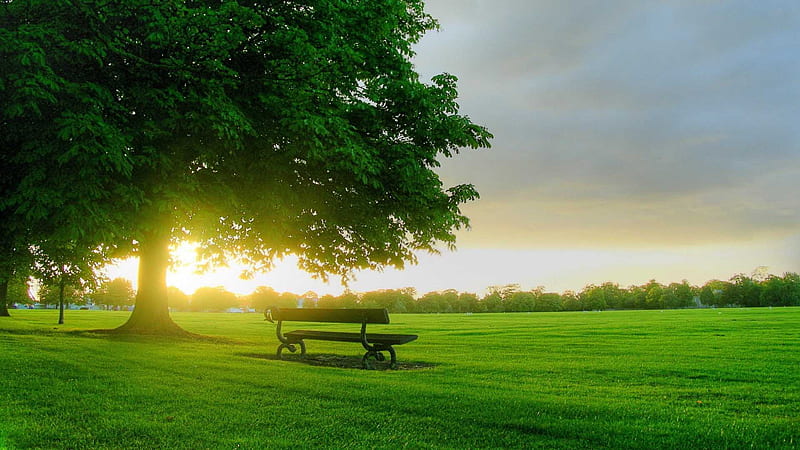 Bench In The Middle Of Green Grass Field Tree Sunrays Background Nature, HD wallpaper