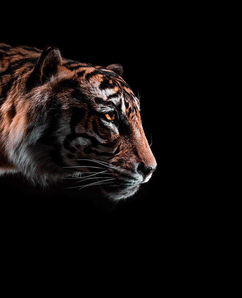brown and black tiger illustration, HD phone wallpaper