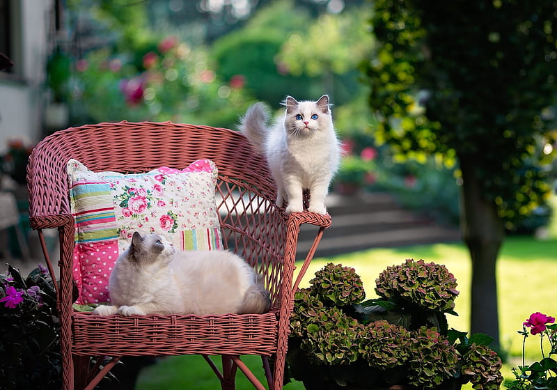 Cats, cat, animal, green, siamese, summer, garden, chair, white, pink, couple, pisica, HD wallpaper