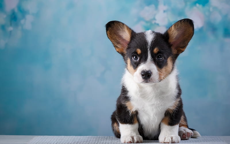 Welsh Corgi Cardigan, small puppy shepherds dog, cute dogs, HD wallpaper