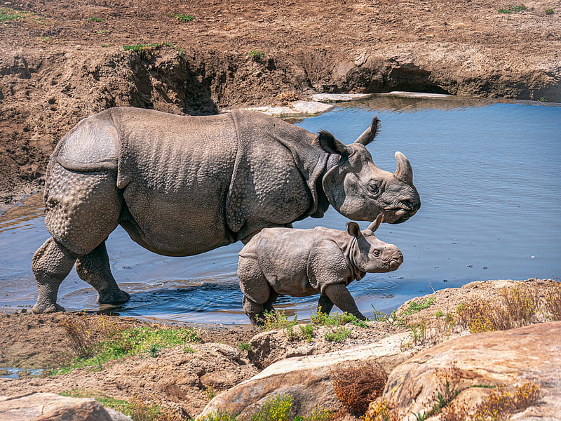Animal, Rhino, Wildlife, Baby Animal, HD wallpaper