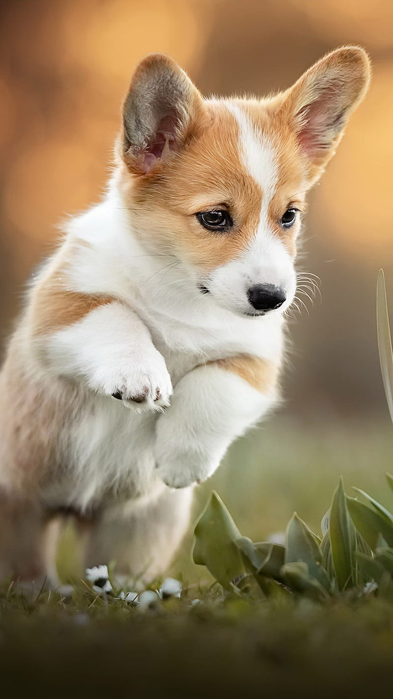 DOG, cute, dogs, puppy, pups, star, HD phone wallpaper | Peakpx