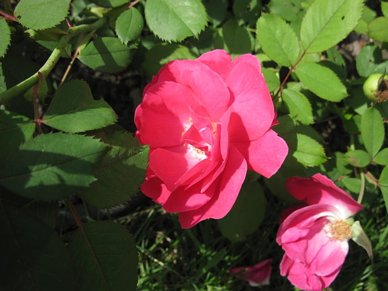 Wild Alberta red rose, red, graphy, green, rose, flowers, white, HD wallpaper