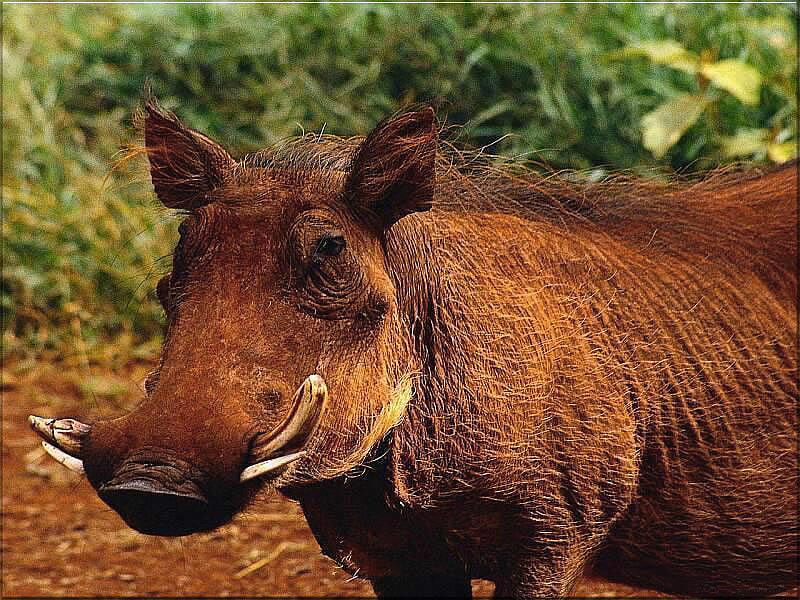 Adorable Warthog, handsome, cute, tusks, warthog, HD wallpaper