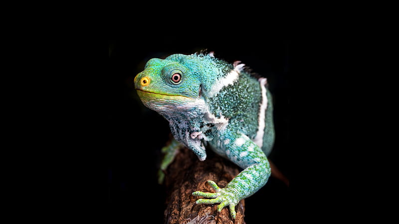 Reptiles, Iguana, HD wallpaper