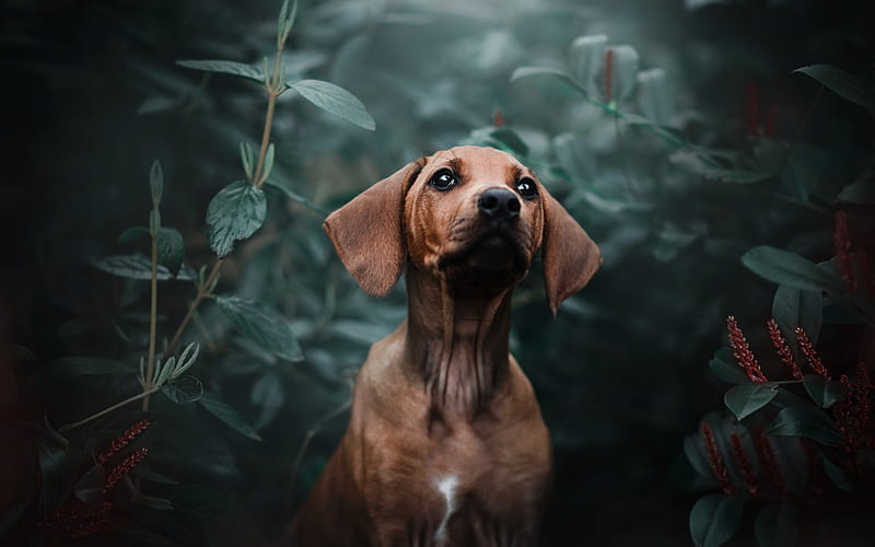 Dachshund, forest, pets, dogs, brown dachshund, cute animals, Dachshund Dog, HD wallpaper