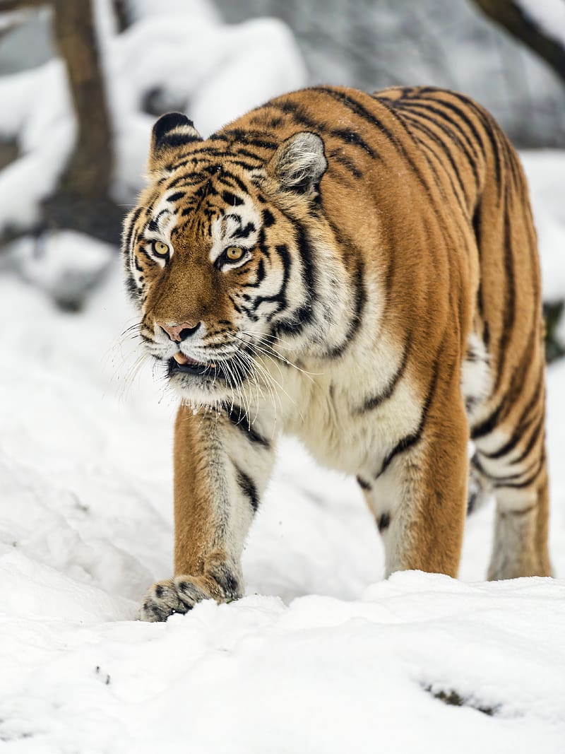 tigress, tiger, predator, animal, wildlife, snow, HD phone wallpaper