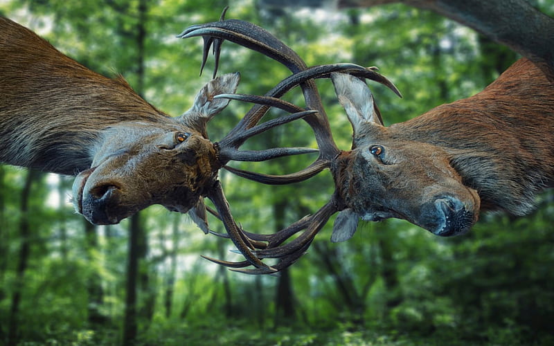 Fight, hornes, forest, tree, green, animal, deer, HD wallpaper