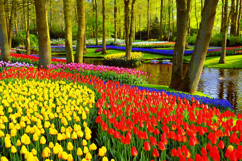 Sea of Tulips, Bright, Flowers, Colorful, Tulips, bonito, Spring, HD wallpaper