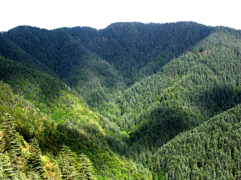 green mountains, forest, green, mountains, lush, HD wallpaper