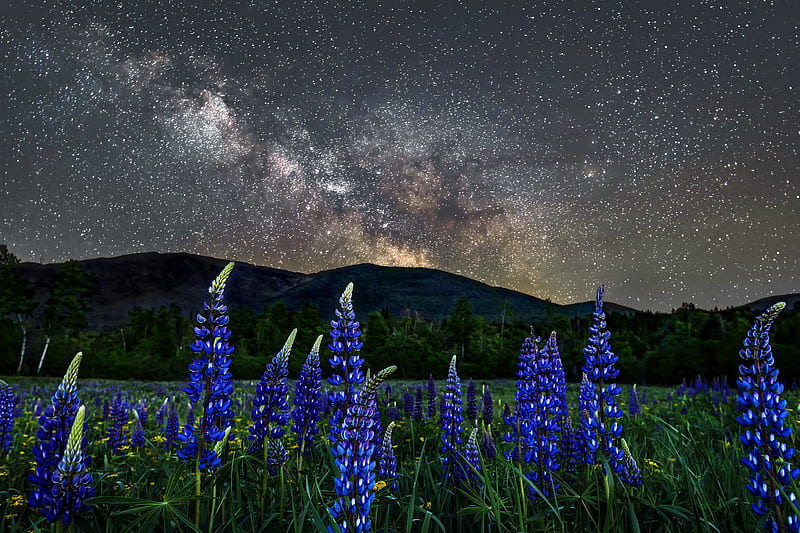 Earth, Lupine, Flower, Meadow, Mountain, Nature, New Hampshire, Night, Stars, USA, HD wallpaper