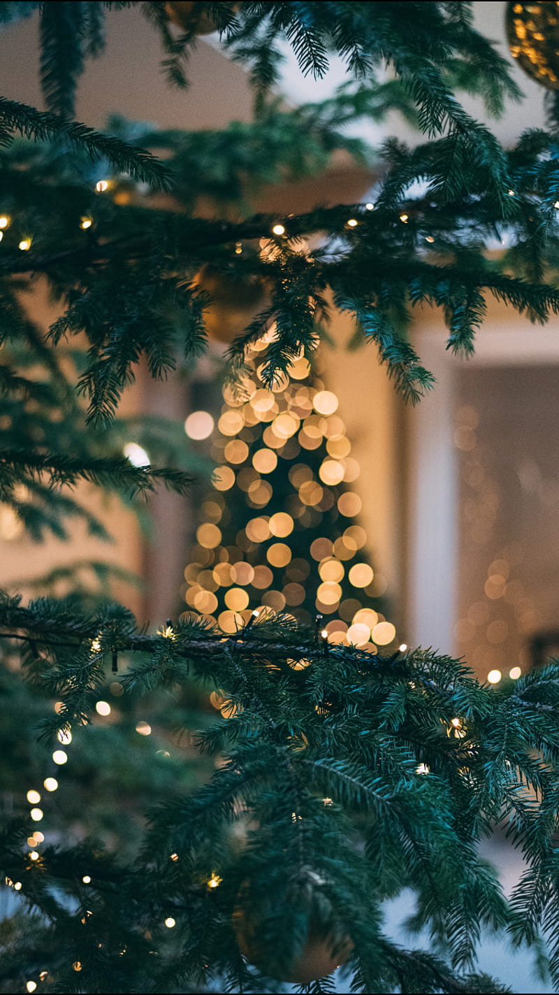 Xmas Tree, christmas, santa, winter, december, clause, lights, ornament, snow, 25, HD phone wallpaper
