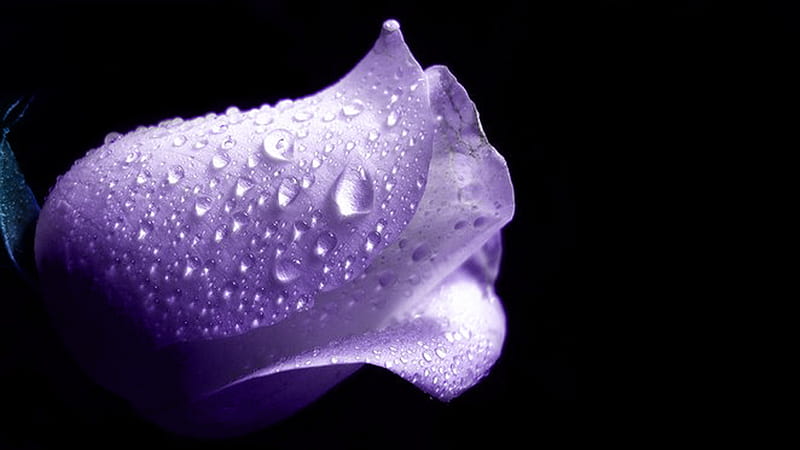 Purple Rose, special, bonito, true love, desire, purple, friendship, love, siempre, always, flower, passion, beauty, hop, HD wallpaper