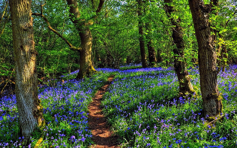 Bluebells in the Forest, trees, carpet, bluebells, dirt path, green, flowers, path, nature, forests, HD wallpaper