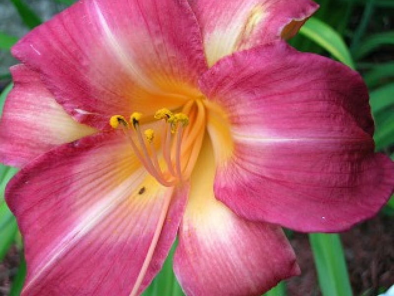Daylily, close-ups, flowers, gardens, blooms, HD wallpaper