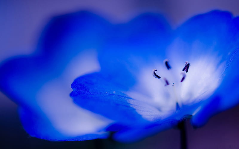 Blue flower macro graphy-Flower, HD wallpaper
