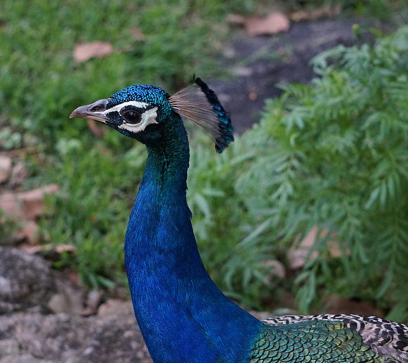 peacock, birds, colrful, nature, park, pets, HD wallpaper