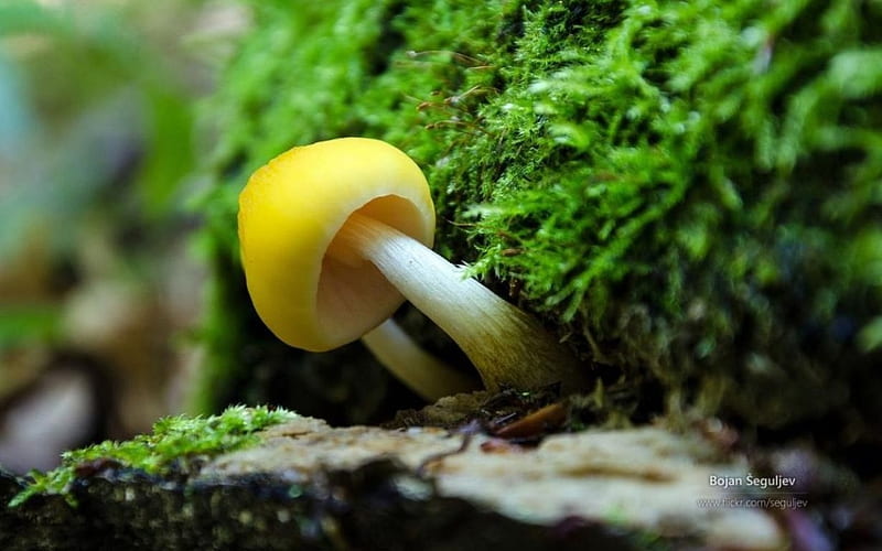 Fungi, forest, mushroom, spring, abstract, graphy macro, close-up, summer, moss, nature, HD wallpaper