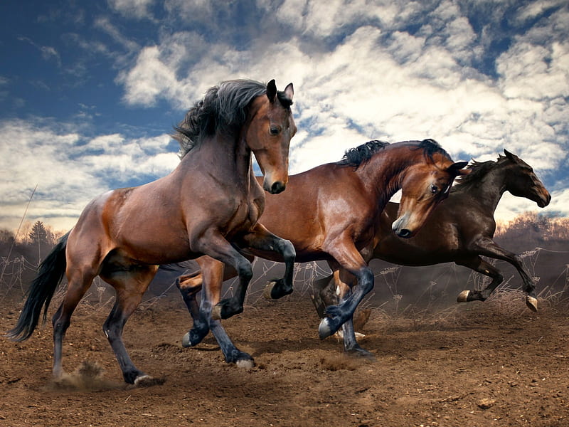 Three Horses Running, running, land, clouds, horses, field, animal, HD wallpaper