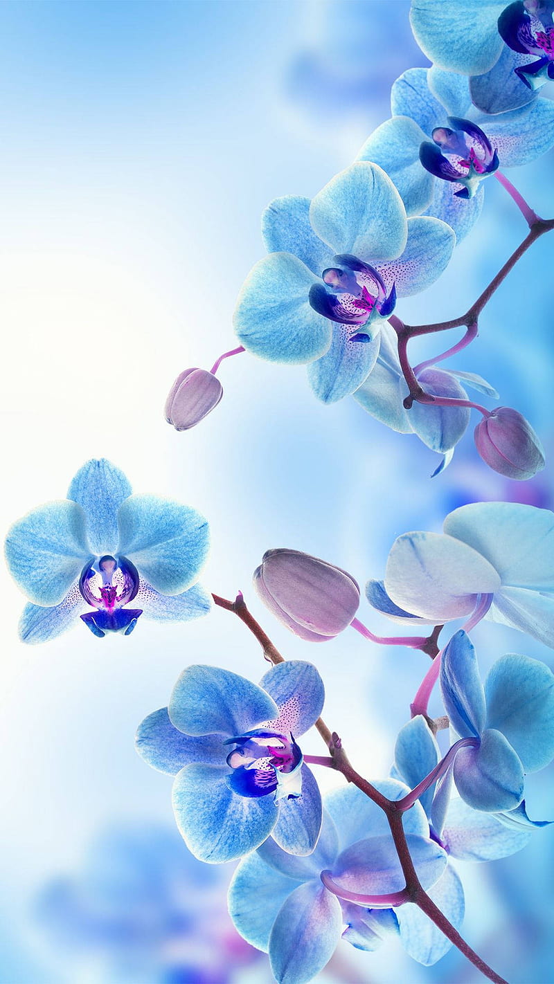 Stunning Blue Orchids, Blue and Purple Orchids, HD phone wallpaper | Peakpx