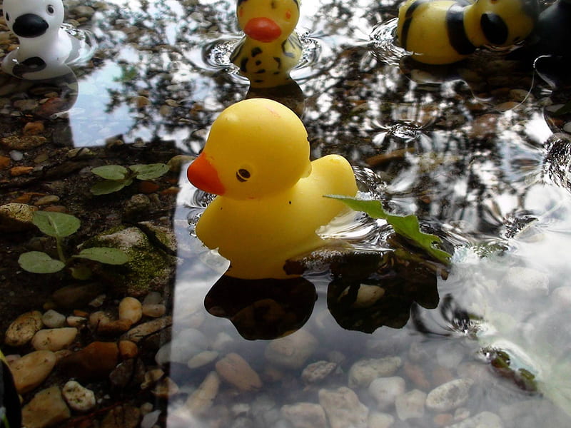 Rubber Ducky Puddle, outside, rubber ducks, rain, puddle, HD wallpaper