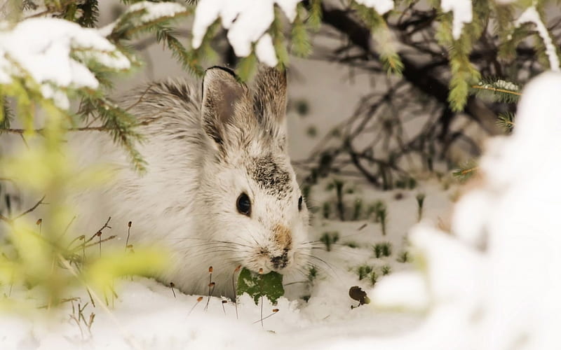 Cutie in the snow, cute, rabbit, green, snow, white, rodent, animal, winter, HD wallpaper