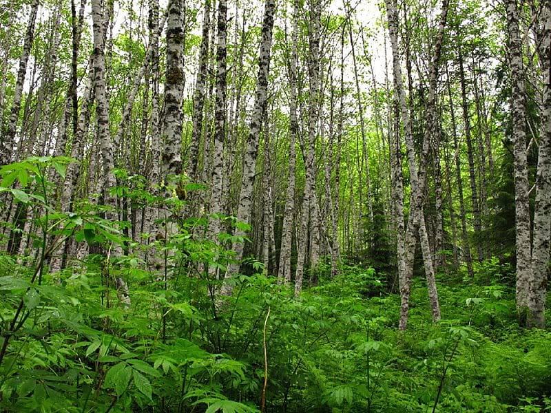 Forests of Birch, birch, scrubs, trees, green, HD wallpaper
