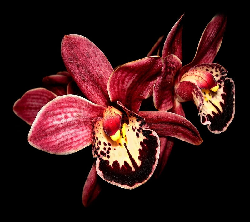 Orquídeas rojas, , negro, flores, naturaleza, Fondo de pantalla HD | Peakpx