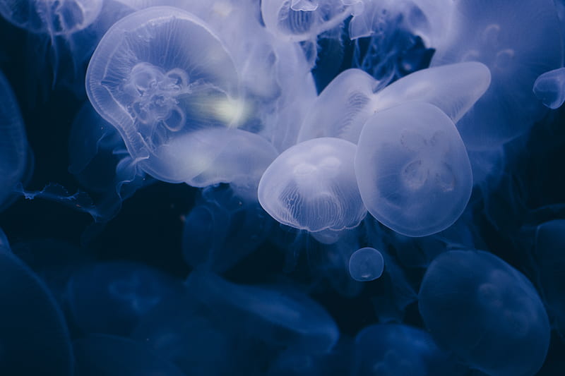 blue and white jellyfish in water, HD wallpaper
