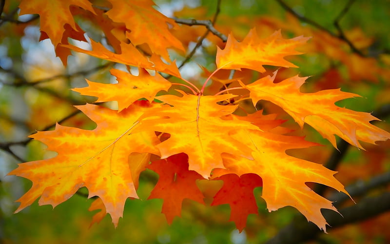 leaf autumn maple-Plants, HD wallpaper