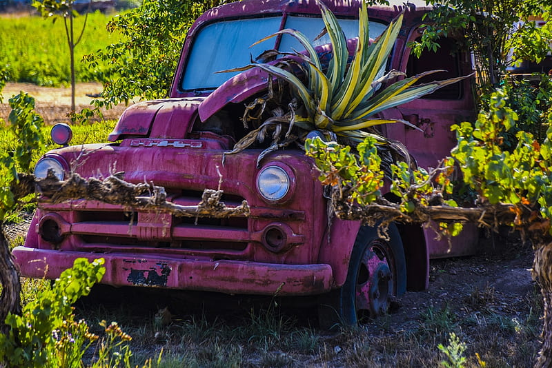 Vintage Truck as Planter, Flowers, Plants, Trucks, Nature, HD wallpaper