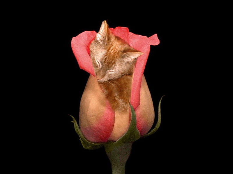 Boobie Rose, flower, cat, rose, cats, HD wallpaper