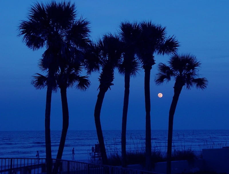 BLUE EVENING, moon, fences, beaches, ocean, blues, silouettes, palm trees, sea, HD wallpaper