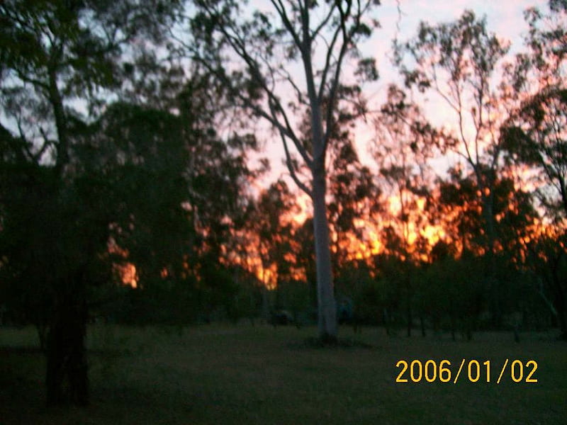 sun setting behind gum trees, summer, sunset, bonito, gumtrees, HD wallpaper