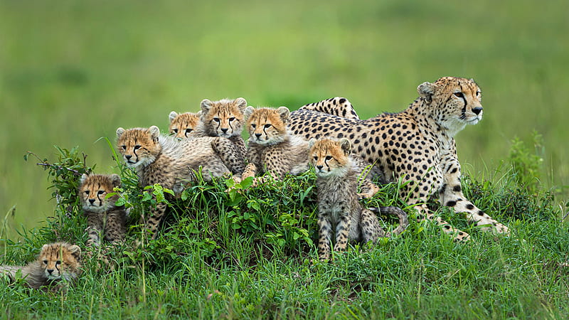 Mother Cheetah With Baby Cheetahs Animals, HD wallpaper