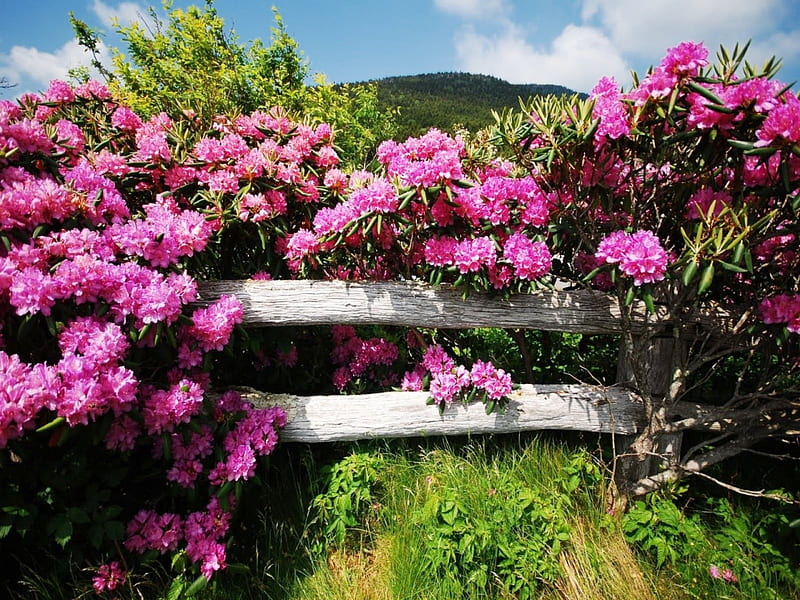 Flores en la cerca, bonita, cerca, encantador, bonito, cielo, frescura,  montaña, Fondo de pantalla HD | Peakpx