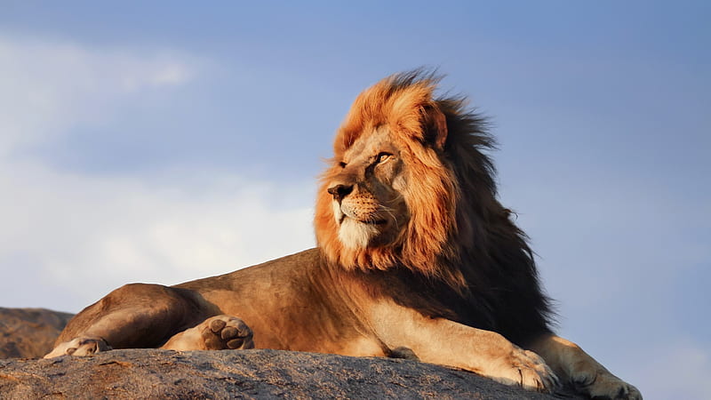 Lion is Sitting On Rock With Blue Sky Background Lion, HD wallpaper