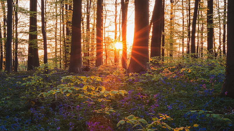 Earth, Forest, Flower, Summer, Sunlight, HD wallpaper