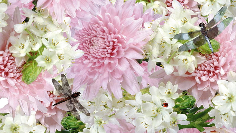 Mix of flowers, jasmine, chrysanthemums, flowers, nature, white, pink, HD  wallpaper | Peakpx
