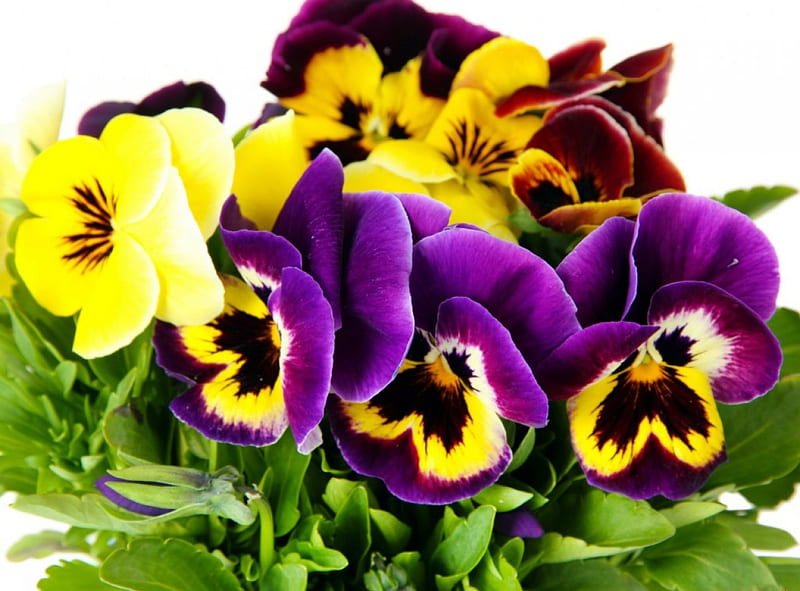 Pansies/Violet Garden, violet garden, bright, pansies, flowers, nature, HD wallpaper