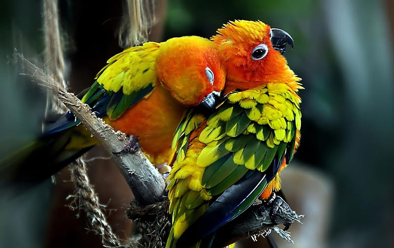 parrots, plumage, parrot, colourful, bird, HD wallpaper